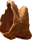 チョコ